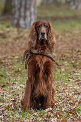 Portrait of Irish setter dog. Selective focus