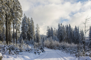 forest path through a beautiful winter landscape with snow covered trees and cloudy sky