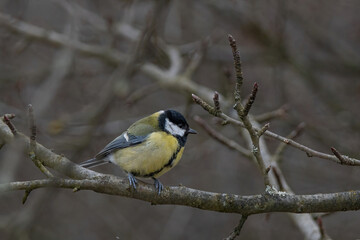 Naklejka premium Cute Great tit (Parus major) bird in yellow black color sitting on tree branch