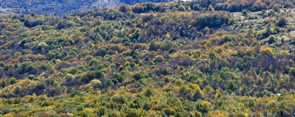 Beautiful autumn forest in the mountains.