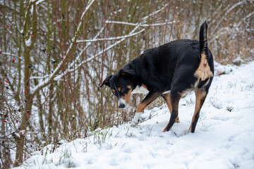 Fototapeta na wymiar Cute (appenzeller sennenhund) Dog walk in the snow