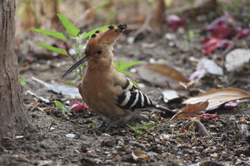 Bird on ground