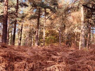 Copper Colour Woods, New Forest UK