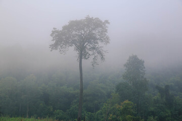  A big tree in the fog