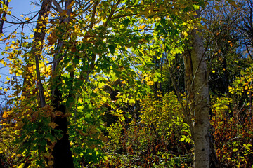 Beautiful autumn forest.