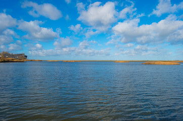 The reedy edge of a lake in a green grassy field in wetland in sunlight under a blue sky in winter, Almere, Flevoland, The Netherlands, January 24, 2021