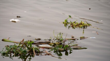 Plastic and foam garbage floating with water hyacinth weed on surface of the Chaopraya river,Thailand Environmental problem caused by human activity