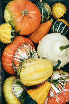 pumpkins on the market, analogue picture