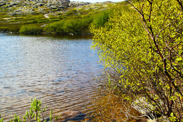 A tree with young green foliage grows on the shore of the lake. The blue sky is reflected on the surface of the pond. Beautiful landscape on a sunny day.