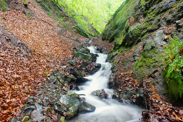 small beautiful river in the forest