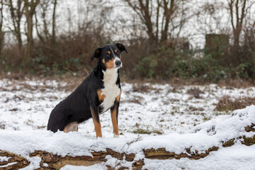 standing dog in the forest, appenzeller sennenhund