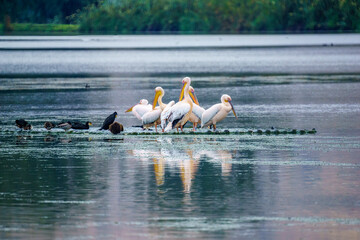 Pelicans, and other birds, in the Hula nature reserve