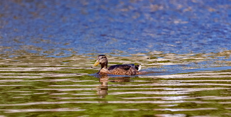 Bird duck mallard on the water surface of the reservoir close-up in summer
