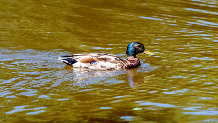 Bird duck mallard (drake) on the water surface of the reservoir close-up in summer