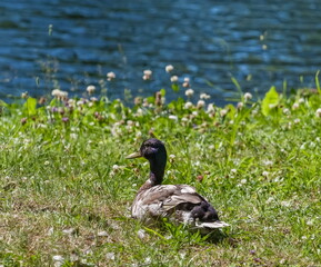 Bird duck mallard (drake) on the background of green grass close-up in summer