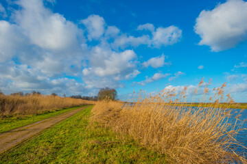 Obraz premium The reedy edge of a lake in a green grassy field in wetland in sunlight under a blue sky in winter, Almere, Flevoland, The Netherlands, January 24, 2021