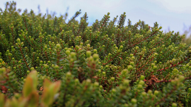 Close-up of crowberry branches. Beautiful green natural background. Plants that grow in the north.