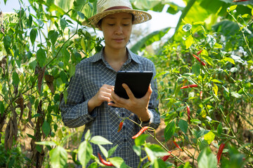 Women farmers are using tablets to order water sprinklers to work. Smart farm technology.