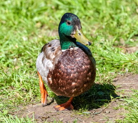Naklejka na ściany i meble Bird duck mallard (drake) on the background of green grass close-up in summer