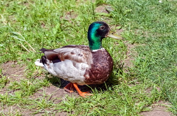 Naklejka na ściany i meble Bird duck mallard (drake) on the background of green grass close-up in summer