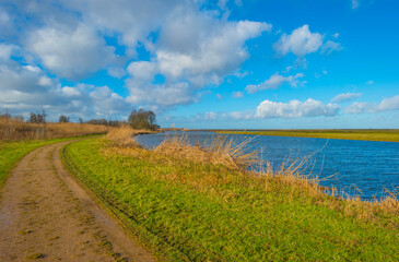 Fototapeta na wymiar The reedy edge of a lake in a green grassy field in wetland in sunlight under a blue sky in winter, Almere, Flevoland, The Netherlands, January 24, 2021