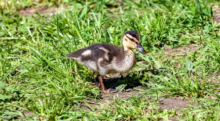 Baby birds duck mallard on the background of green grass in summer