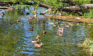 Bird duck mallard on the water surface of the reservoir in summer