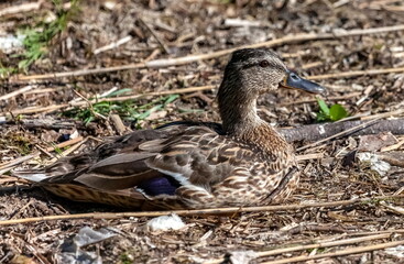 Bird duck mallard on the background of dry grass close up in summer