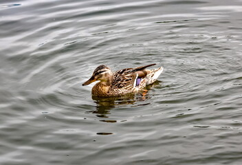 Bird duck mallard on the water surface of the reservoir close-up in summer