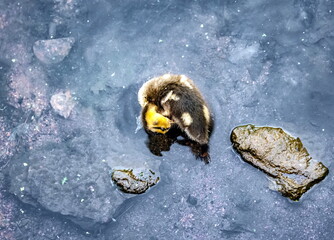 Chicks birds duck mallard on the surface of the reservoir in summer