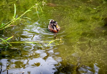 Bird duck mallard on the water surface of the reservoir close-up in summer