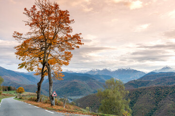 Orange tree with background of French  pyrenees mountain range during evening , France