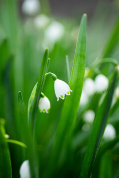 スノーフレーク Images Browse 3 667 Stock Photos Vectors And Video Adobe Stock