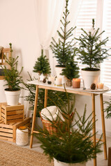 Fototapeta na wymiar Potted fir trees and Christmas decorations on table near window in room. Stylish interior design