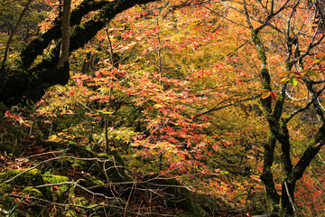 Beautiful autumn forest in the mountains.