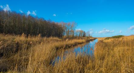 Reedy edge of a canal in a green grassy landscape in wetland in sunlight under a blue sky in winter, Almere, Flevoland, Netherlands, January 24, 2021