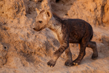 Hyena pup coming out of the den early in the morning in the warm light of the sunrise in Sabi Sands game reserve in the Greater Kruger Region in South Africa