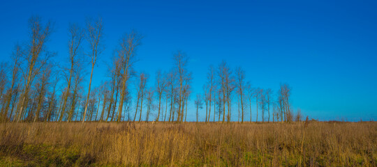 Trees and reed in a frozen misty field in wetland below a foggy blue sky in sunlight in winter, Almere, Flevoland, The Netherlands, January 25, 2021
