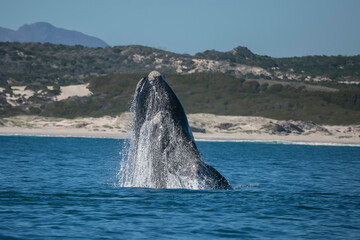 Fototapeta premium Whale on the coast of Hermanus of South Africa...