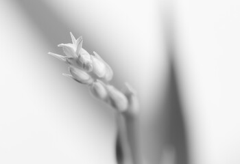 Plant in black and white