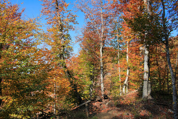 Beautiful autumn forest in the mountains.