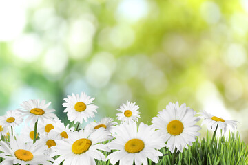 Fototapeta na wymiar Beautiful chamomile flowers outdoors on sunny day. Springtime