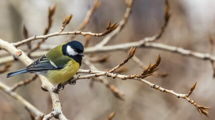 Bird tit close up on a branch of a poplar tree in spring