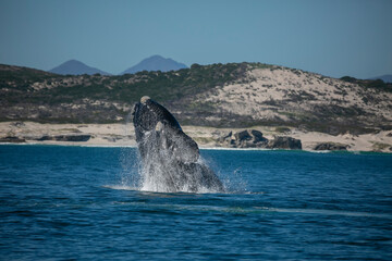 Whale on the coast of Hermanus of South Africa... © faruk