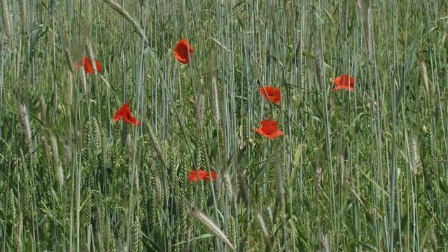 poppies blooming in corn field secale cereale. Winter rye is any breed of rye planted in the fall to provide ground cover for the winter