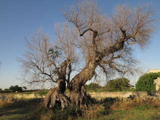 albero di ulivo seccato per l'attacco della xilella