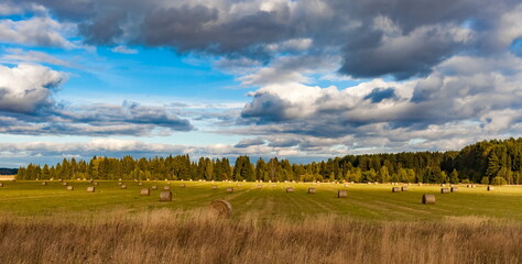 Field with mown grass and hay rolls on the background of the forest and the sky with clouds in summer