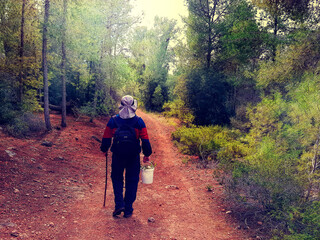 Obraz premium Traveler goes on the forest pathway. Hiker in the coniferous mountain forest. Judaean Mountains forest landscape. Israel