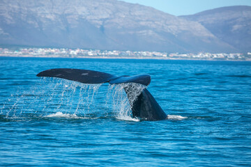 Whale tale in the ocean in Hermanus of South Africa
