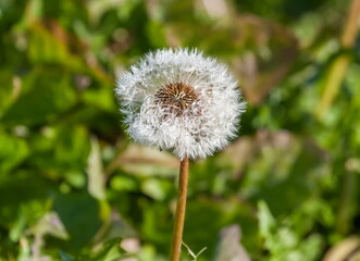 Dandelion flowers close up with morning dew on a green background